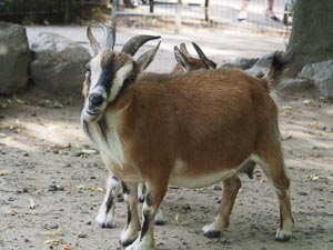 schiefer Blick